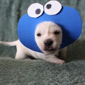 Meet your Posher, Sydney